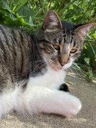 Lost Male Cat last seen Sheffield and Sheffield Ct, Fort Collins, CO 80526