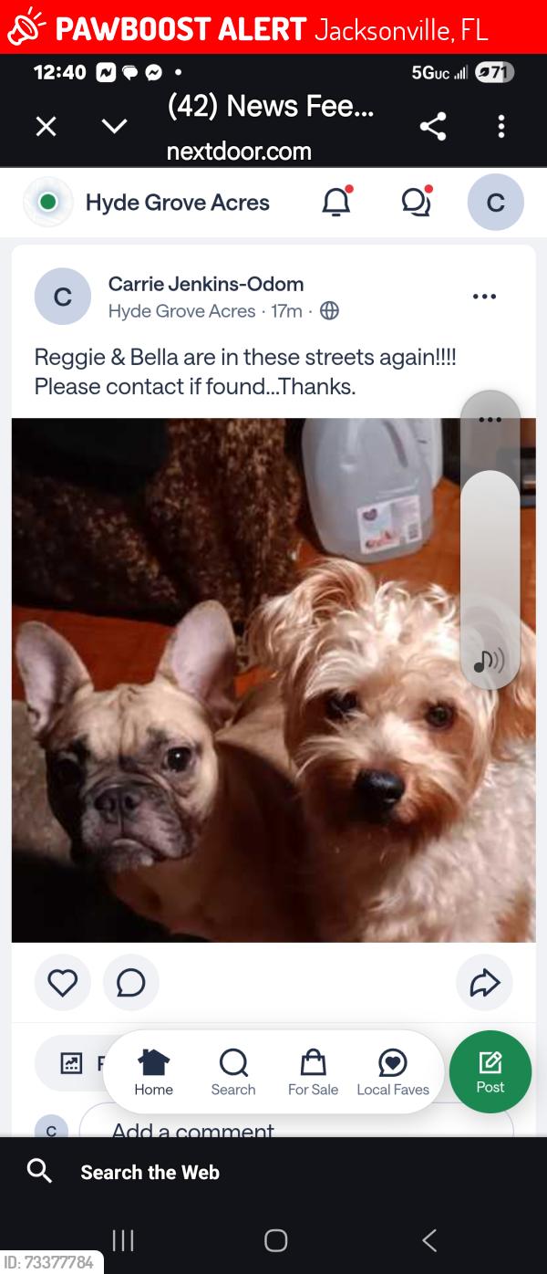 Lost Female Dog last seen Ed White High School, Jacksonville, FL 32210