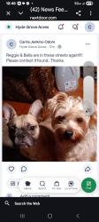Lost Female Dog last seen Ed White High School, Jacksonville, FL 32210