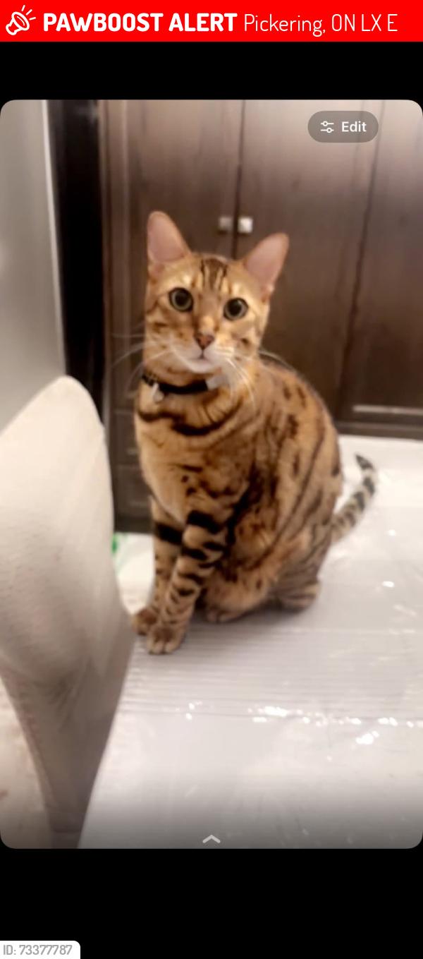 Lost Male Cat last seen Near Sunflower Road, Pickering, ON L1X 0E2