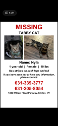 Lost Female Cat last seen Glenn and freestate, Shirley, Shirley, NY 11967