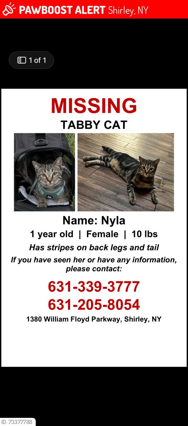 Lost Female Cat last seen Glenn and freestate, Shirley, Shirley, NY 11967