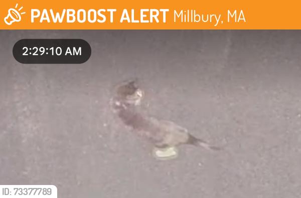 Found/Stray Unknown Cat last seen Off of grafton street in Millbury. Came out through the woods, Millbury, MA 01527