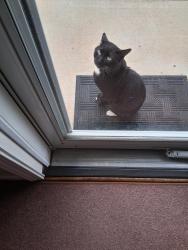 Found/Stray Unknown Cat last seen Federal Hall lane & Bastille Drive, Kernersville, NC 27101