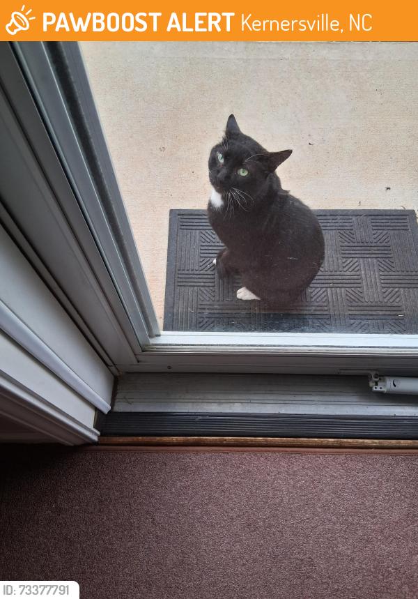 Found/Stray Unknown Cat last seen Federal Hall lane & Bastille Drive, Kernersville, NC 27101