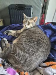 Lost Male Cat last seen Midwich coop, Mississauga, ON 