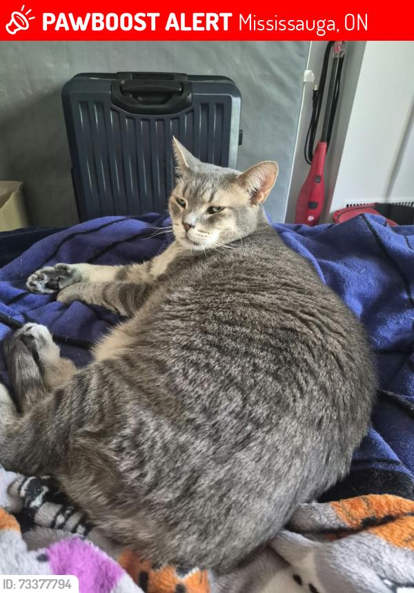Lost Male Cat last seen Midwich coop, Mississauga, ON 