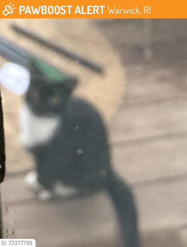 Found/Stray Unknown Cat last seen Marina, Warwick, RI 02889