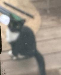 Found/Stray Unknown Cat last seen Marina, Warwick, RI 02889