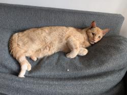 Reunited Male Cat last seen Monroe center area, Hoboken, NJ 07030