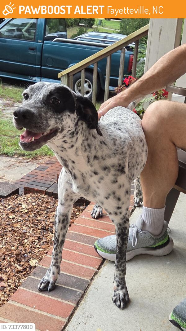 Found/Stray Female Dog last seen Paisley Ave and Greenock Ave, Fayetteville, NC 28304