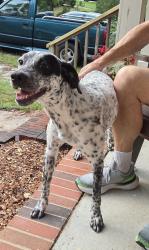 Found/Stray Female Dog last seen Paisley Ave and Greenock Ave, Fayetteville, NC 28304