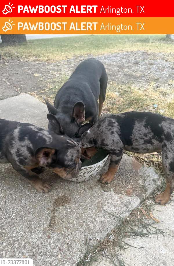 Lost Female Dog last seen Sublet, Arlington, TX 76018