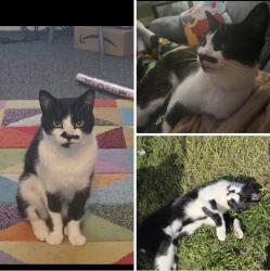 Lost Male Cat last seen Kirkstall, Hawksworth, England LS5 3LL
