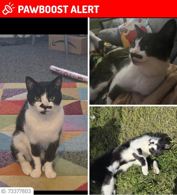 Lost Male Cat last seen Kirkstall, Hawksworth, England LS5 3LL