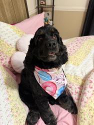Lost Female Dog last seen Fletcher or near streets, Hollywood, FL 33023