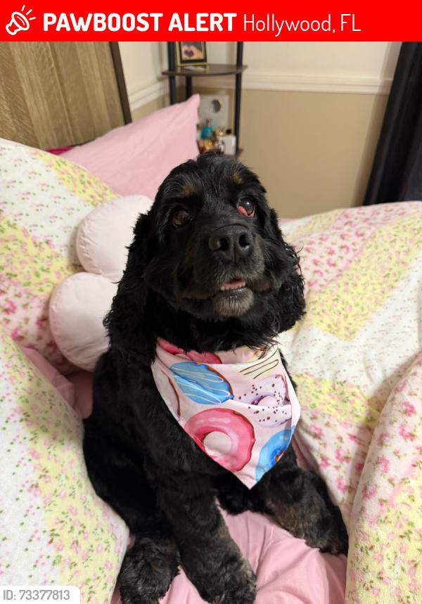 Lost Female Dog last seen Fletcher or near streets, Hollywood, FL 33023