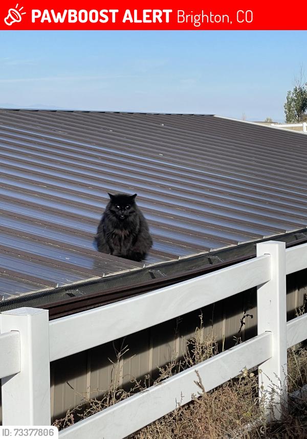 Lost Male Cat last seen Great Rock North, Brighton, CO 80603