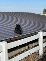 Lost Male Cat last seen Great Rock North, Brighton, CO 80603
