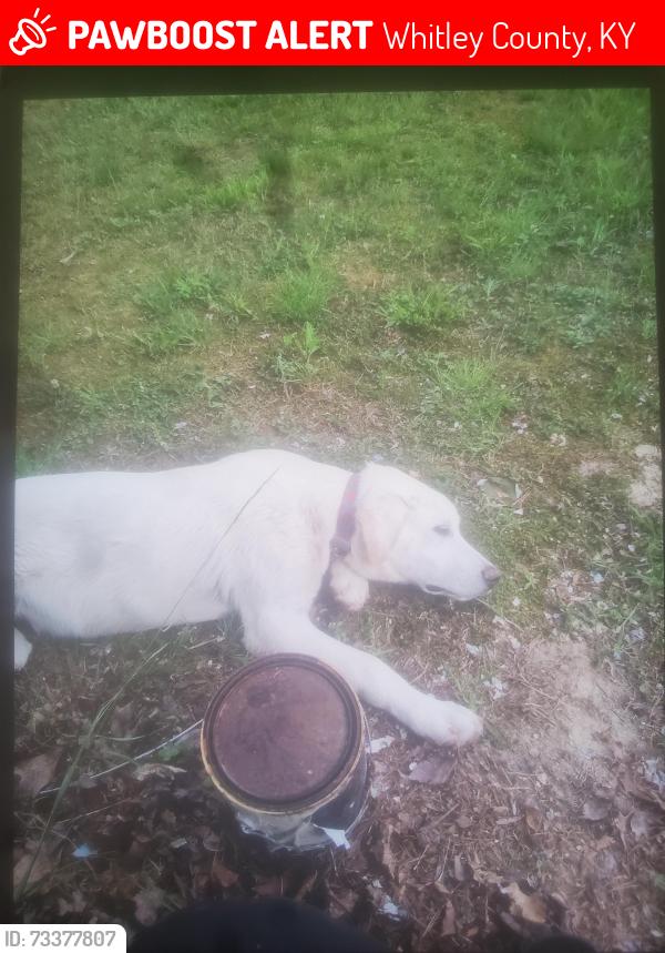 Lost Male Dog last seen Hwy 204, Whitley County, KY 40769