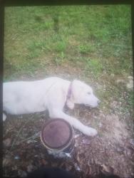 Lost Male Dog last seen Hwy 204, Whitley County, KY 40769