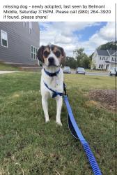 Reunited Male Dog last seen S Point Rd, Belmont, NC 28012, USA, Belmont, NC 28012