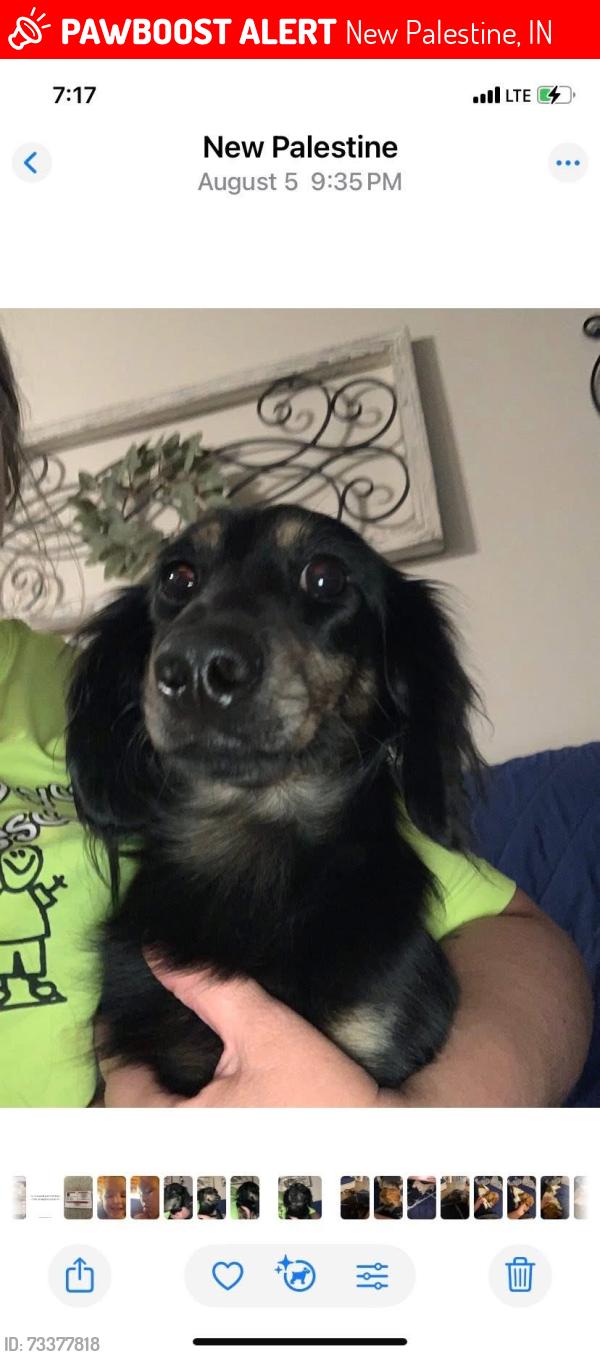 Lost Male Dog last seen South 700 West and 52, New Palestine, IN 46163