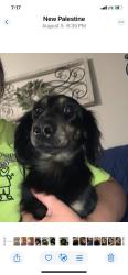 Lost Male Dog last seen South 700 West and 52, New Palestine, IN 46163