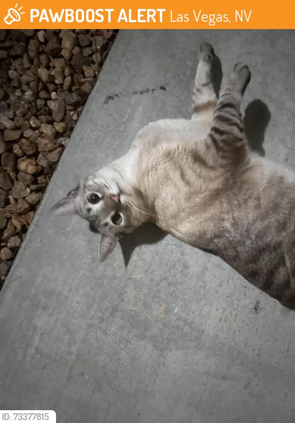 Found/Stray Unknown Cat last seen Tenaya & w craig, Las Vegas, NV 89129