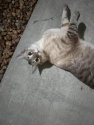 Found/Stray Unknown Cat last seen Tenaya & w craig, Las Vegas, NV 89129