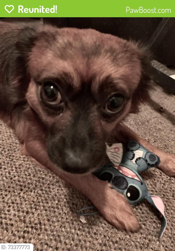Reunited Male Dog last seen Combee rd, Lakeland, FL 33801