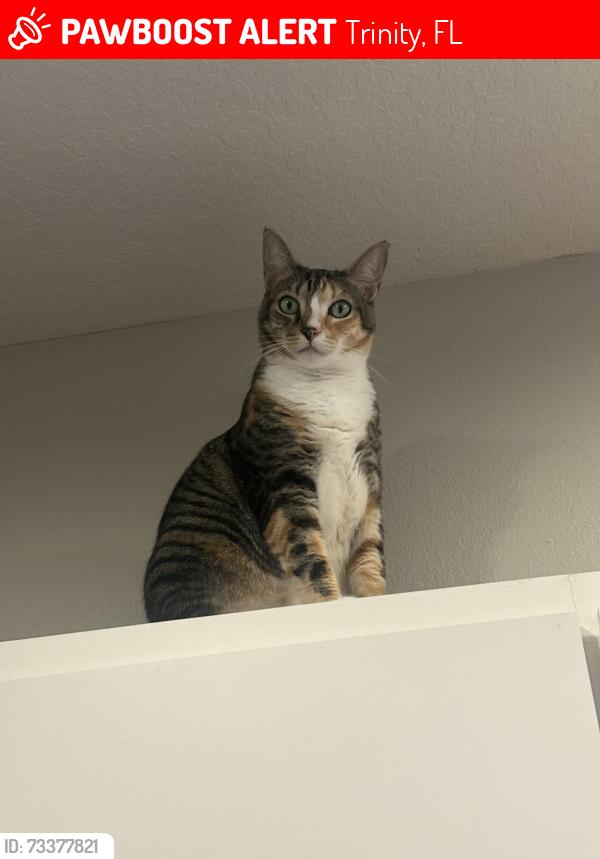 Lost Female Cat last seen Trinity Oaks Elementary, Trinity, FL 34655