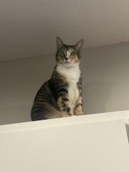 Lost Female Cat last seen Trinity Oaks Elementary, Trinity, FL 34655