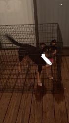 Found/Stray Female Dog last seen W Broad St, Walhalla, SC 29691