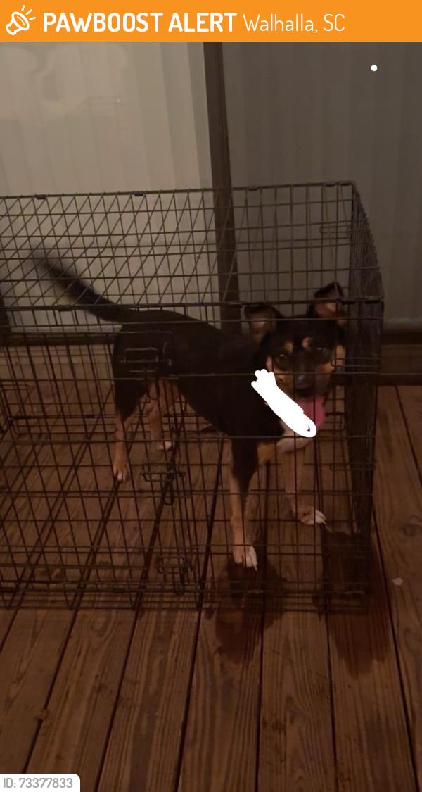 Found/Stray Female Dog last seen W Broad St, Walhalla, SC 29691