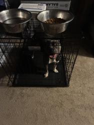 Reunited Unknown Dog last seen 17th Ave, Newark, NJ 07103