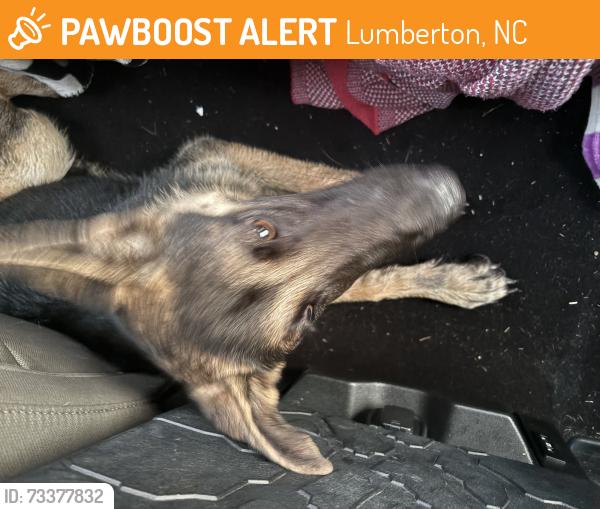 Found/Stray Female Dog last seen I95 hwy, Lumberton, NC 28358