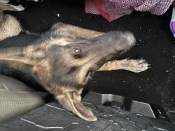 Found/Stray Female Dog last seen I95 hwy, Lumberton, NC 28358