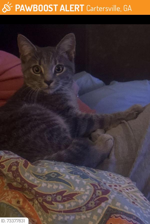 Found/Stray Female Cat last seen Thomas Ct by Peoples Valley Rd. In Cartersville, Cartersville, GA 30121
