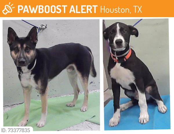 Found/Stray Male Dog last seen Katy Fwy 77043, Houston, TX 77043