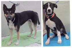 Found/Stray Male Dog last seen Katy Fwy 77043, Houston, TX 77043
