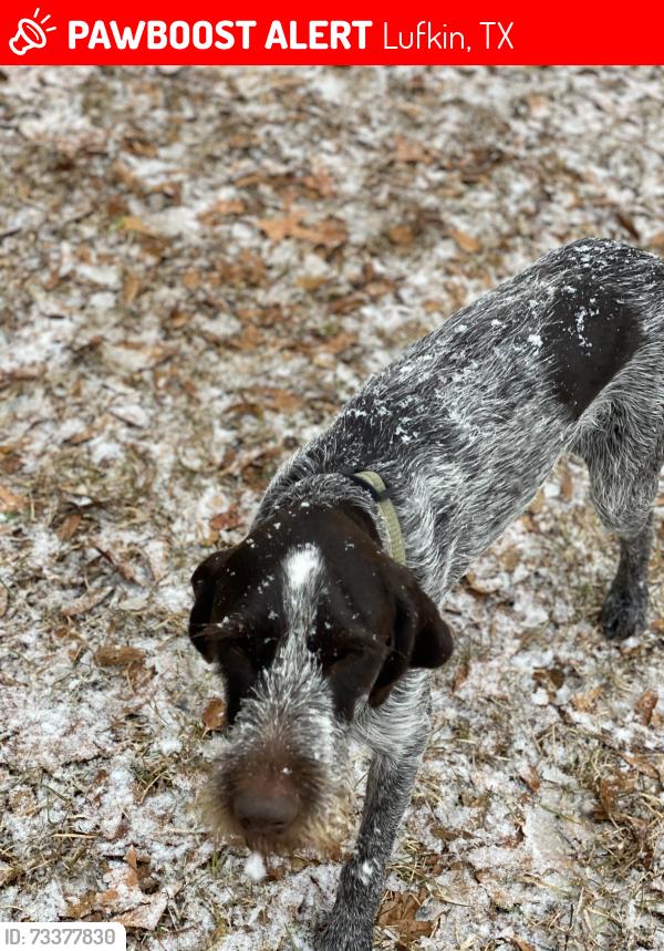 Lost Male Dog last seen Near Jr. Childers Road Lufkin, TX 75901, Lufkin, TX 75901