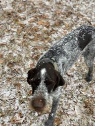 Lost Male Dog last seen Near Jr. Childers Road Lufkin, TX 75901, Lufkin, TX 75901