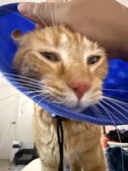 Reunited Male Cat last seen Arrive Alexandria, Alexandria, VA 22304