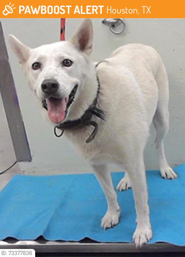 Found/Stray Female Dog last seen Lee 77026, Houston, TX 77026