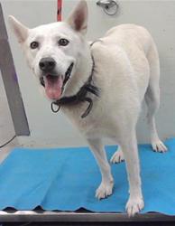 Found/Stray Female Dog last seen Lee 77026, Houston, TX 77026