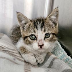 Shelter Stray Female Cat last seen Near 68th Ave, Oakland, CA, 1101 29th Ave, Oakland, CA 94601, USA
