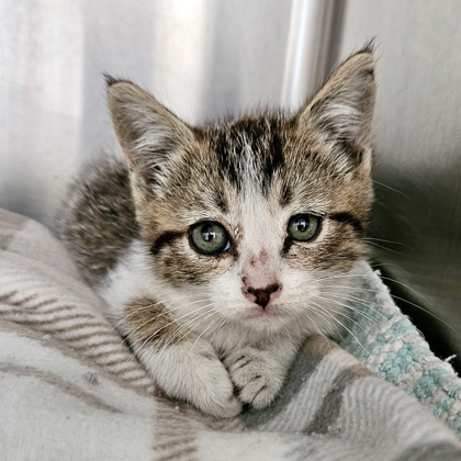 Shelter Stray Female Cat last seen Near 68th Ave, Oakland, CA, 1101 29th Ave, Oakland, CA 94601, USA