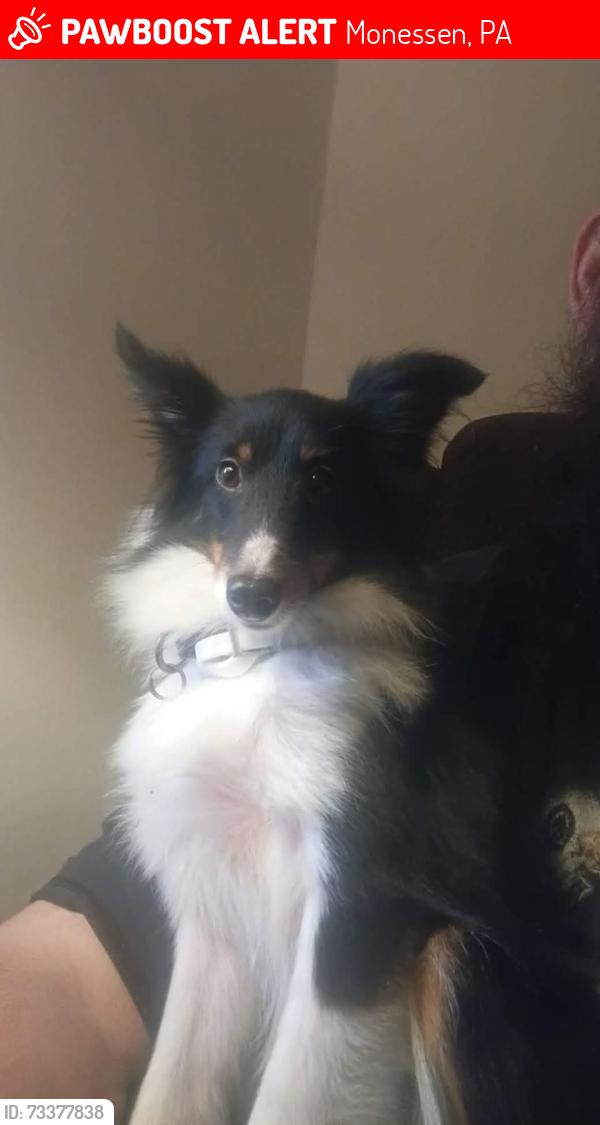 Lost Female Dog last seen Reed Ave monesson, Monessen, PA 15062