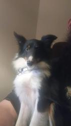 Lost Female Dog last seen Reed Ave monesson, Monessen, PA 15062